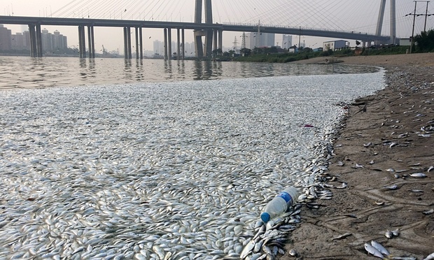 The mass fish deaths in the Haine river, 7kms from Tianjin. 